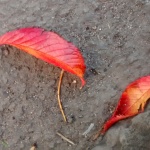Autumn in Scotland