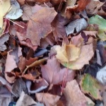 Autumn in Scotland